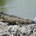 iguana_green_tf_gc_h_0082_cay0999.jpg